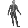 Nervous System Copyright Charlotte Grysolle
