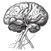 Brain Copyright Charlotte Grysolle