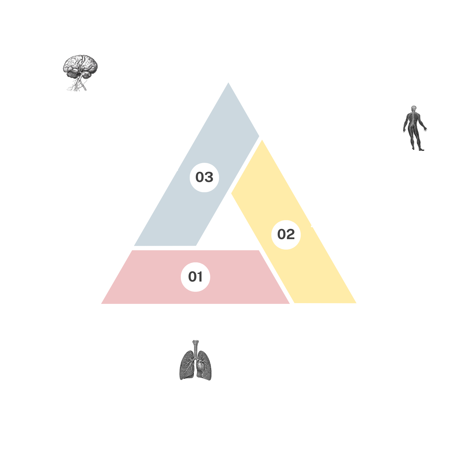 Charlotte Grysolle Nervous System Potential Model